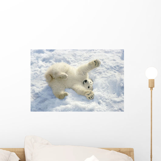Polar Bear Cub Playing In Snow Alaska Zoo Wall Mural