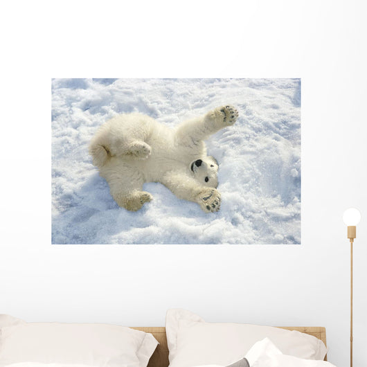 Polar Bear Cub Playing In Snow Alaska Zoo Wall Mural