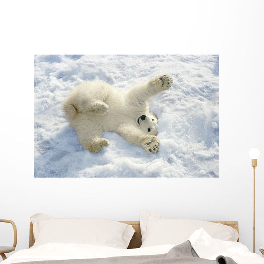 Polar Bear Cub Playing In Snow Alaska Zoo Wall Mural