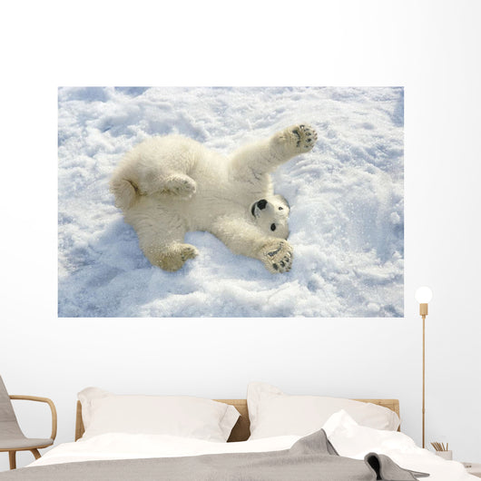 Polar Bear Cub Playing In Snow Alaska Zoo Wall Mural