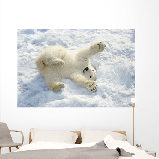 Polar Bear Cub Playing In Snow Alaska Zoo Wall Mural