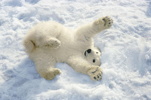 Polar Bear Cub Playing In Snow Alaska Zoo Wall Mural