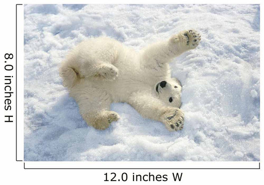 Polar Bear Cub Playing In Snow Alaska Zoo Wall Mural