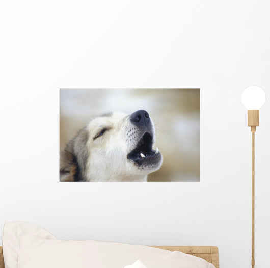 Portrait Of A Howling Sled Dog Winter We Alaska Wall Mural