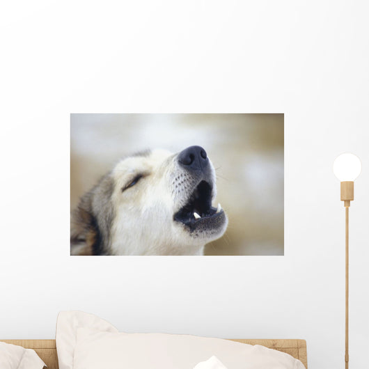Portrait Of A Howling Sled Dog Winter We Alaska Wall Mural