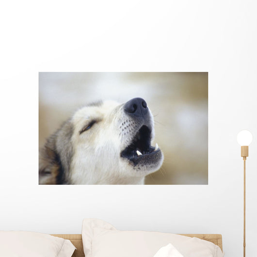 Portrait Of A Howling Sled Dog Winter We Alaska Wall Mural