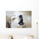 Portrait Of A Howling Sled Dog Winter We Alaska Wall Mural