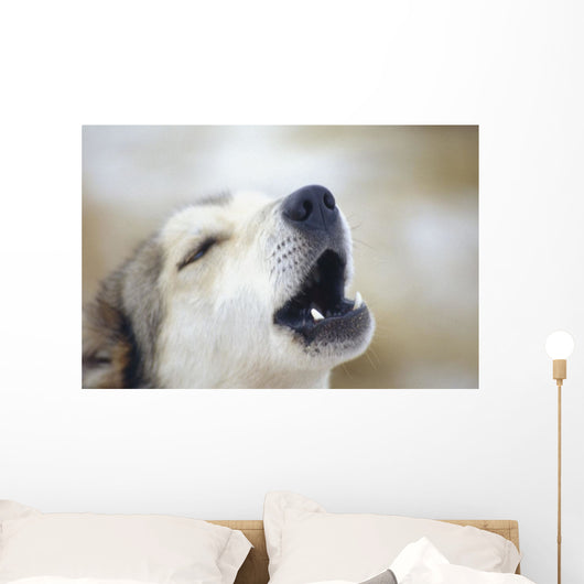 Portrait Of A Howling Sled Dog Winter We Alaska Wall Mural