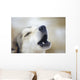 Portrait Of A Howling Sled Dog Winter We Alaska Wall Mural