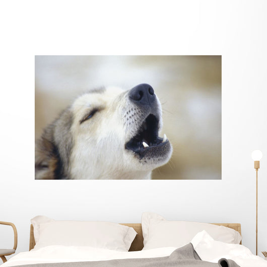 Portrait Of A Howling Sled Dog Winter We Alaska Wall Mural