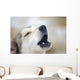 Portrait Of A Howling Sled Dog Winter We Alaska Wall Mural