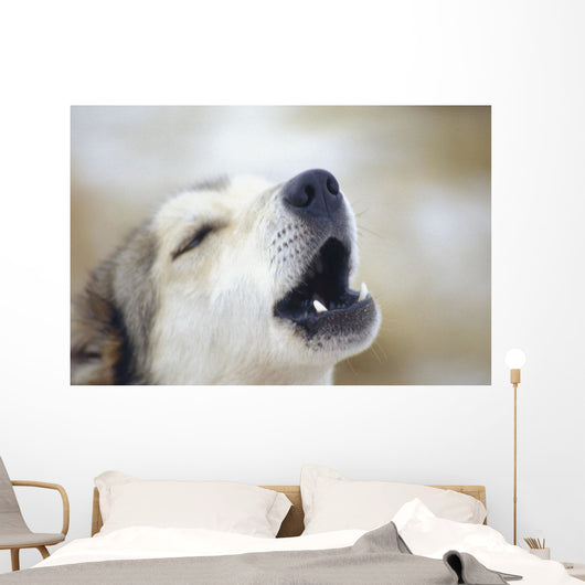 Portrait Of A Howling Sled Dog Winter We Alaska Wall Mural