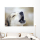 Portrait Of A Howling Sled Dog Winter We Alaska Wall Mural