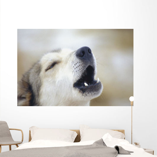 Portrait Of A Howling Sled Dog Winter We Alaska Wall Mural