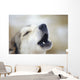 Portrait Of A Howling Sled Dog Winter We Alaska Wall Mural