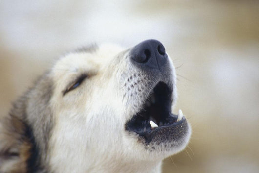 Portrait Of A Howling Sled Dog Winter We Alaska Wall Mural