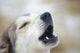 Portrait Of A Howling Sled Dog Winter We Alaska Wall Mural