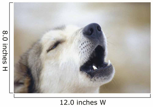 Portrait Of A Howling Sled Dog Winter We Alaska Wall Mural
