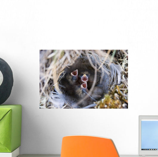 Closeup Of Lapland Longspur Chicks Wall Mural