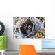 Closeup Of Lapland Longspur Chicks Wall Mural