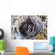 Closeup Of Lapland Longspur Chicks Wall Mural