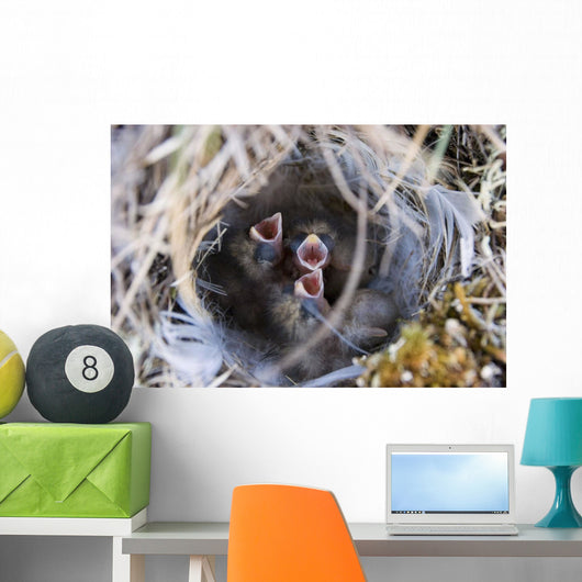 Closeup Of Lapland Longspur Chicks Wall Mural