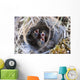 Closeup Of Lapland Longspur Chicks Wall Mural