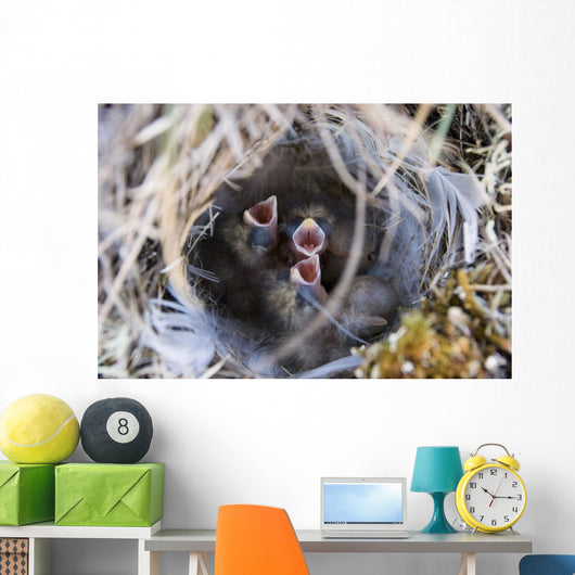 Closeup Of Lapland Longspur Chicks Wall Mural