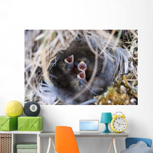 Closeup Of Lapland Longspur Chicks Wall Mural