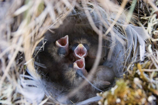 Closeup Of Lapland Longspur Chicks Wall Mural