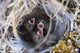 Closeup Of Lapland Longspur Chicks Wall Mural