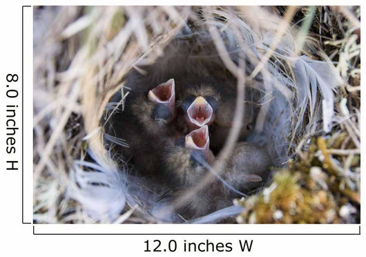 Closeup Of Lapland Longspur Chicks Wall Mural