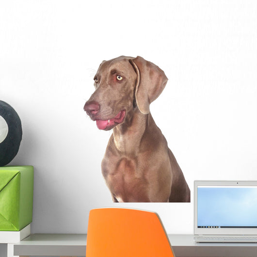 Weimaraner 03 Wall Mural