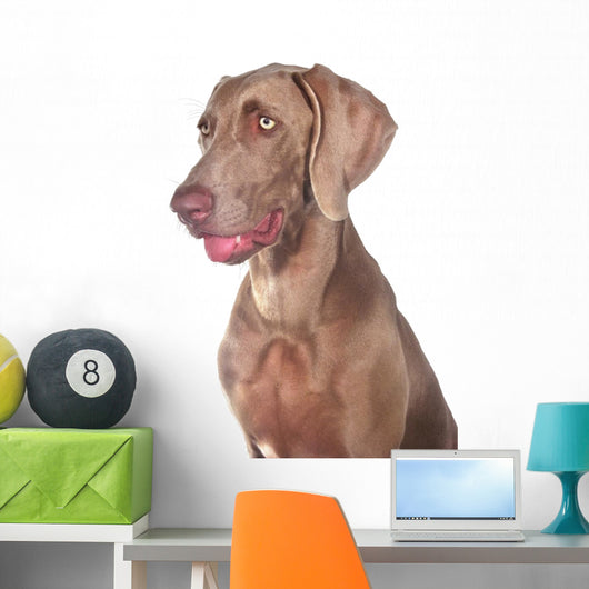 Weimaraner 03 Wall Mural