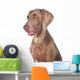 Weimaraner 03 Wall Mural