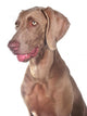 Weimaraner 03 Wall Mural