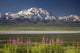 MtMckinley And The Alaska Range With Fireweed Flowers Wall Mural