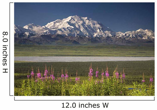 MtMckinley And The Alaska Range With Fireweed Flowers Wall Mural