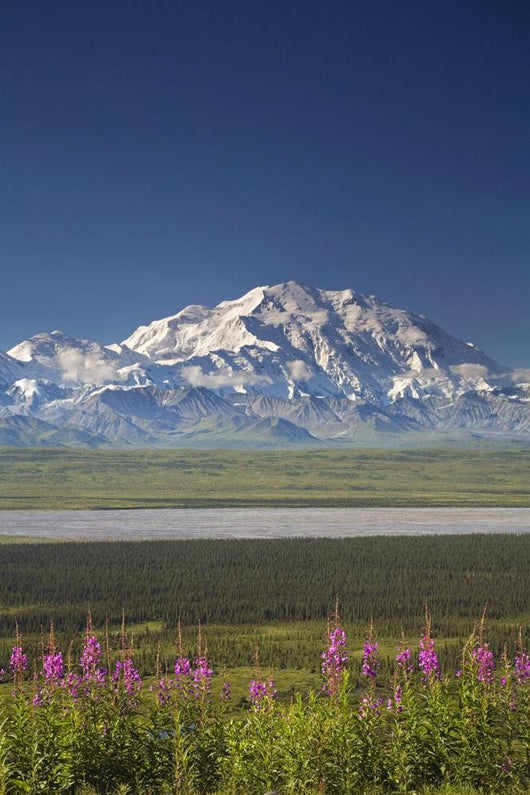 MtMckinley And The Alaska Range With Fireweed Flowers Wall Mural