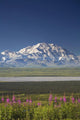 MtMckinley And The Alaska Range With Fireweed Flowers Wall Mural
