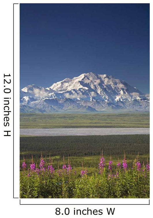 MtMckinley And The Alaska Range With Fireweed Flowers Wall Mural