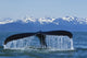 Humpback Whale Fluking In Lynn Canal With Chilkat Mountains Wall Mural