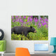 A Black Bear Searches For Soap Berries Along The Tatshenshini River Wall Mural