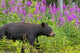 A Black Bear Searches For Soap Berries Along The Tatshenshini River Wall Mural