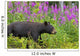 A Black Bear Searches For Soap Berries Along The Tatshenshini River Wall Mural