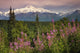 Southside View Of MtMckinley Wall Mural