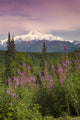 Southside View Of MtMckinley Wall Mural