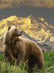 Composite Grizzly Stands On Tundra With Mt Mckinley In The Background Wall Mural