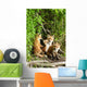Red Fox Kits Playing Close To Their Den During Summer In Alaska Wall Mural