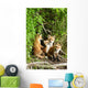Red Fox Kits Playing Close To Their Den During Summer In Alaska Wall Mural
